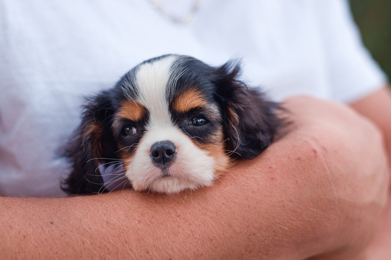 About GRAND SOUND OVAL PET