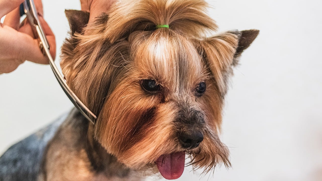 Pet Grooming Services