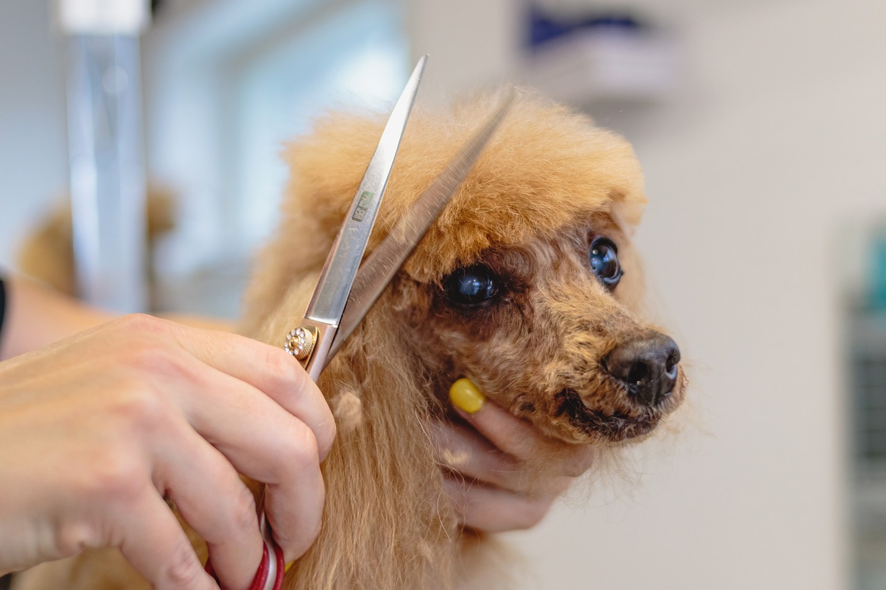 Ear Cleaning  Services