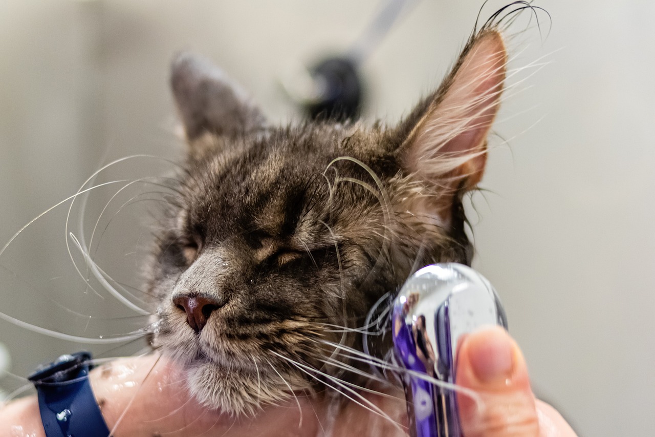 Coat Conditioning  Services