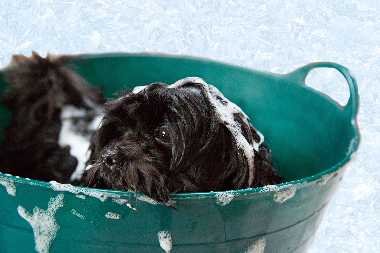 Flea and Tick Treatment  Services